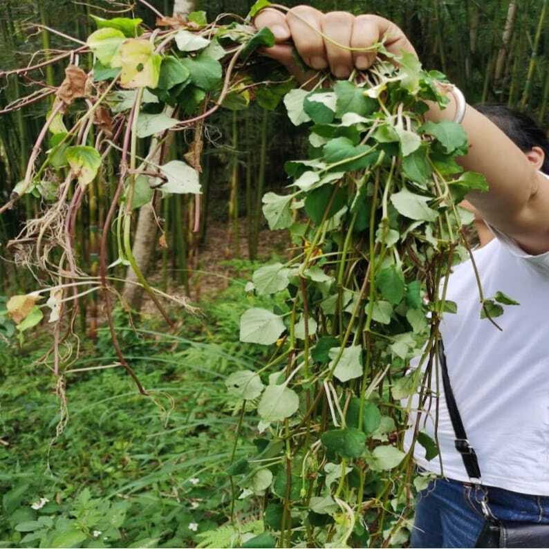 Lysimachia christinae Hance Jin Qian Cao Organic Dried Herba Lysimachiae Main image