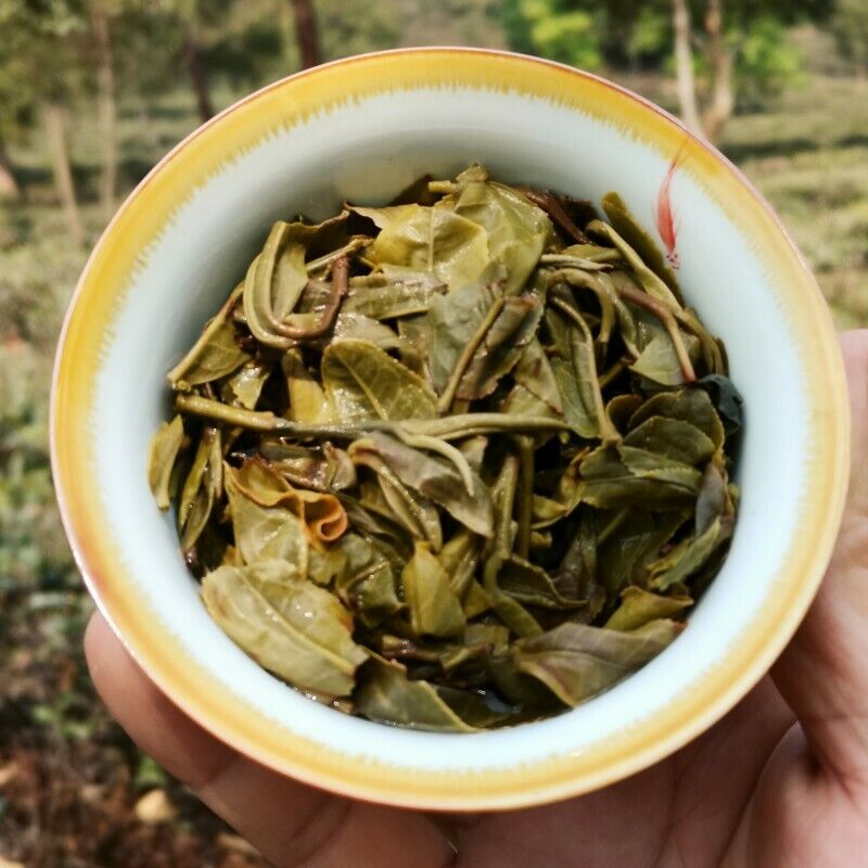 HelloYoung Early Spring Arbor Tea Classical Healthy Drink Authentic Yiwu Pu'er Tea 357g