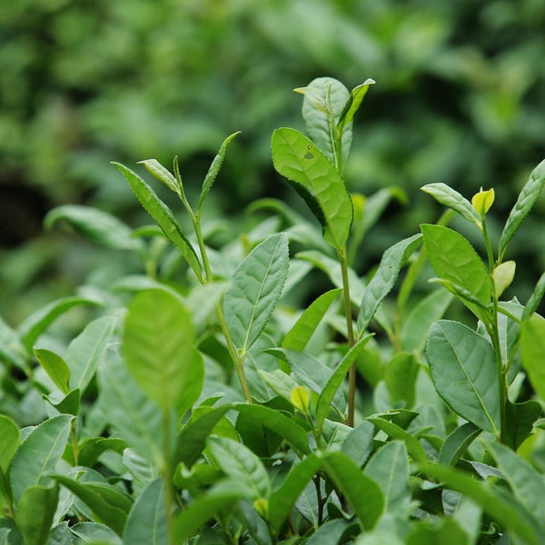 Premium Ming Qian High Mountain Cloud Mist Green Tea Loose Leaf