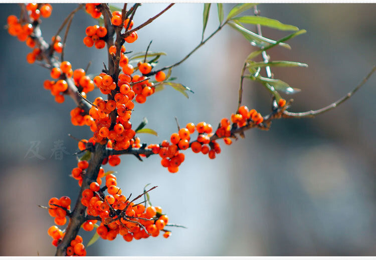HelloYoung Dried Sea Buckthorn FruitDried Sea Buckthorn FruitSea Buckthorn Tea 500g/1.1lb
