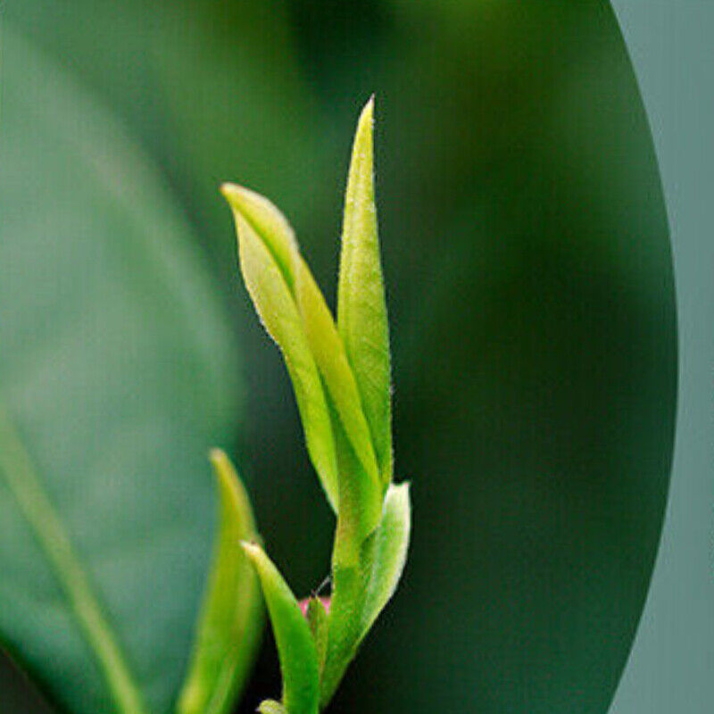 HelloYoung One Leaf Green Tea Chinese Tea100g Early Spring Anji Baicha White Tea One Bud