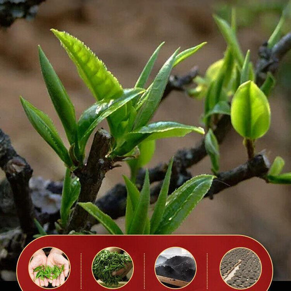 357g Brown Mountain Ancient Tea Tree Pu-erh Cake Premium Yunnan Ripe Puerh Tea