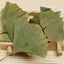 HelloYoung Ecology Herbal Green Tea Health Care Ginkgo Biloba Leaves Tea Chinese Ginkgo Tea
