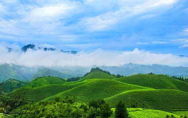 AAAAA 50g Factory Direct Tieguanyin Tea Oolong Tea Anxi Tie Guan Yin Green Tea