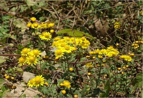100g Chrysanthemum | Wild Harvest | Wild Chrysanthemum | Ju Hua