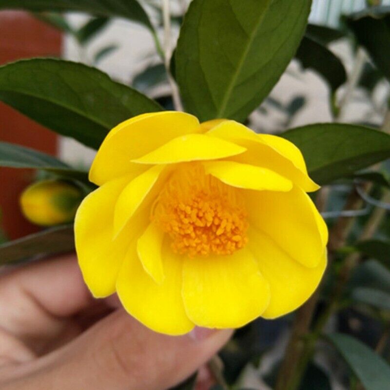 High Quality Dried Golden Camellia Golden Camellia Bloom Tea Flower Tea 500g Secondary image