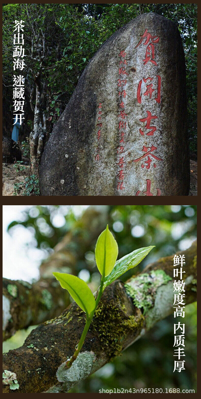 HelloYoung Yunnan Pu'er Tea He Kai Ancient Raw Tea 357g Cake Tea Ancient Tree Spring Tea