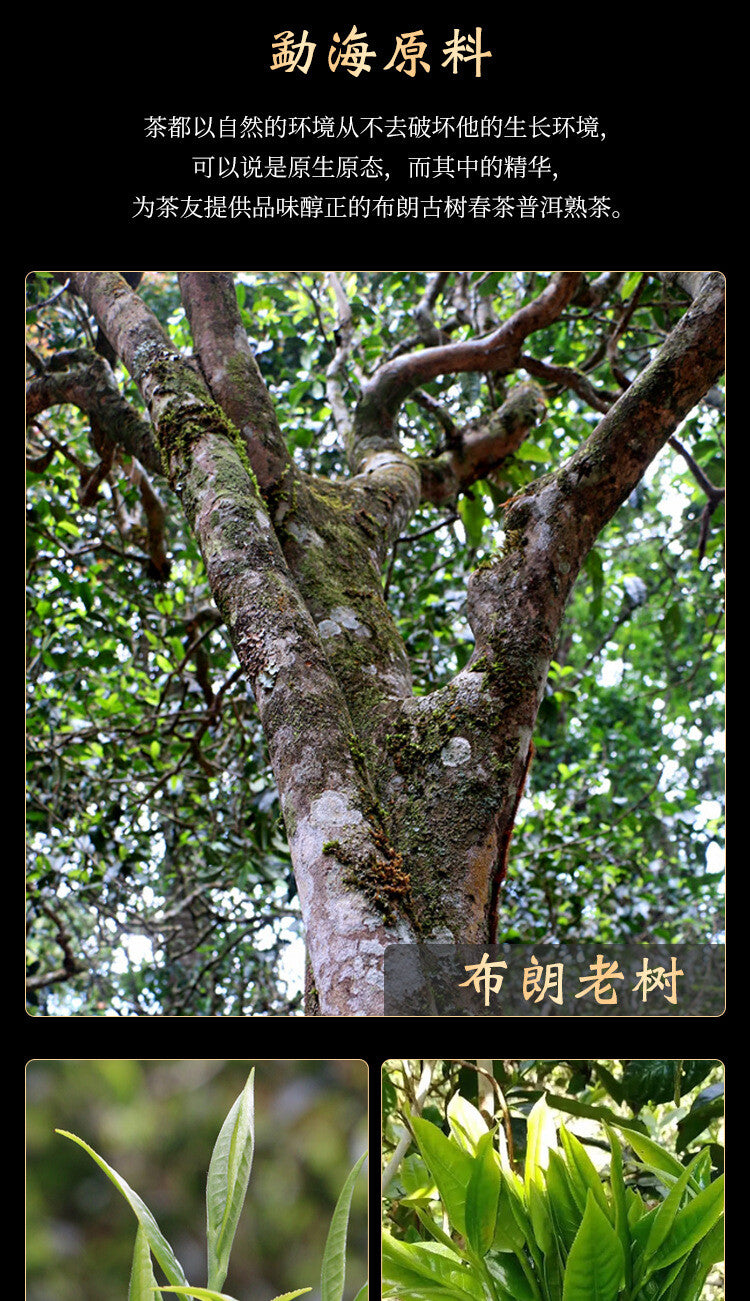 Pu'er Tea Brown Mountain Old Tree Tea Agarwood Pu'er Mature Tea Green Food