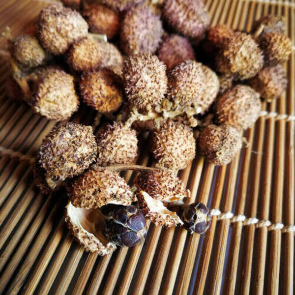 HelloYoung 100g Chun Sha Ren Spring Sandnut Dried Fruit Healthy Herbal Tea 煲汤泡茶 泡酒养胃养生茶调理肠胃