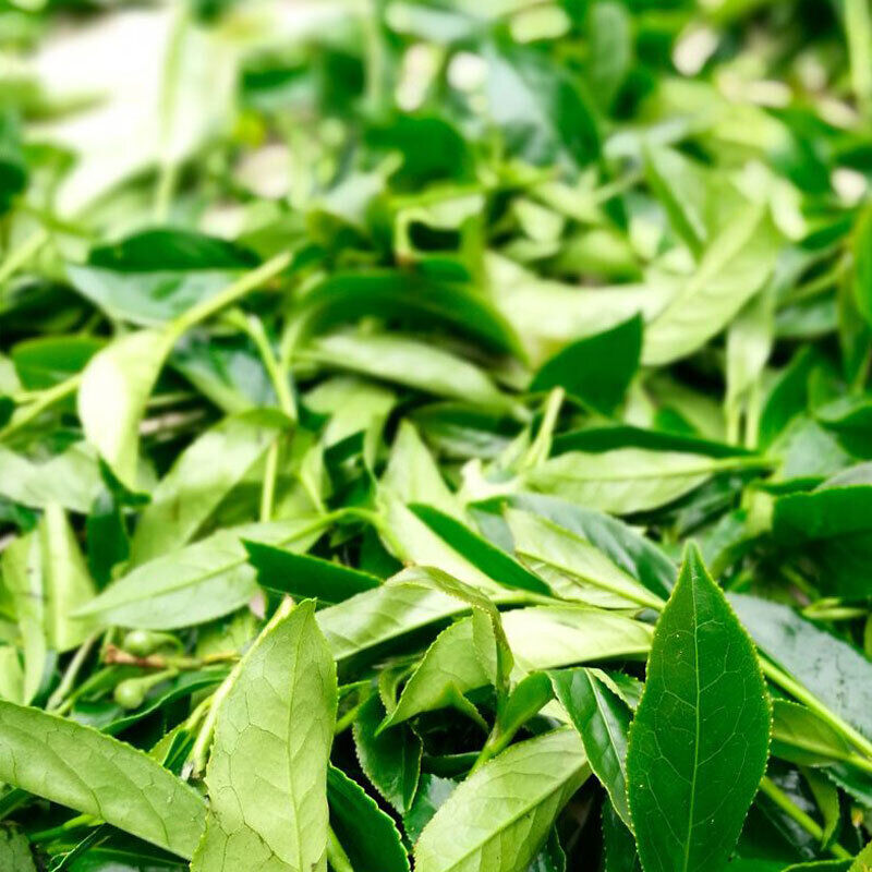 Taiwan Oolong Tea Alishan Milk Oolong Tea Jinxuan Granules Natural Oolong Tea
