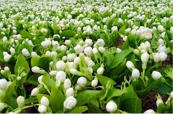 HelloYoung New Good Tea Colitas Tea Superior Jasminetea Jasmine Dragon Pearl 150g