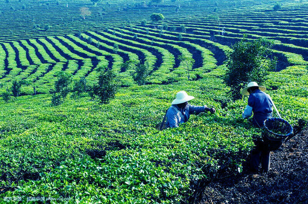 100g Yunnan Pu-erh tea Old Ban Zhang Ripe Tea Shu Cha Organic Tea Black Tea