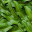Enhances Immunity,Weight Loss ORGANIC Pure Mango Leaf Tea  Herbal Tea