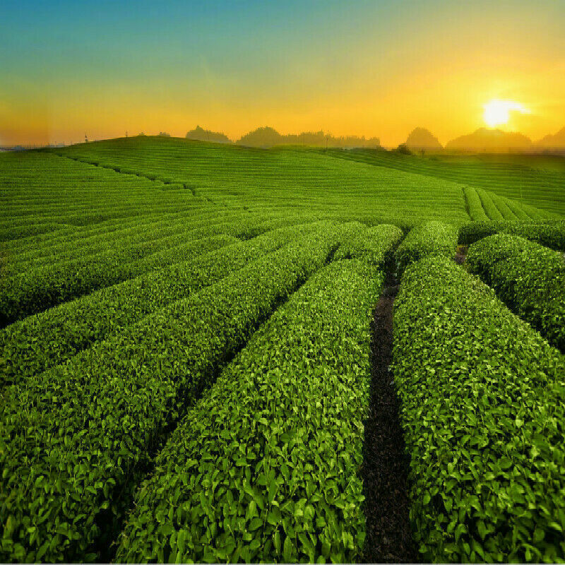 HelloYoung Anti Radiation Organic Food Fuding Shoumei Old Tree Tea Classical White Tea 250g