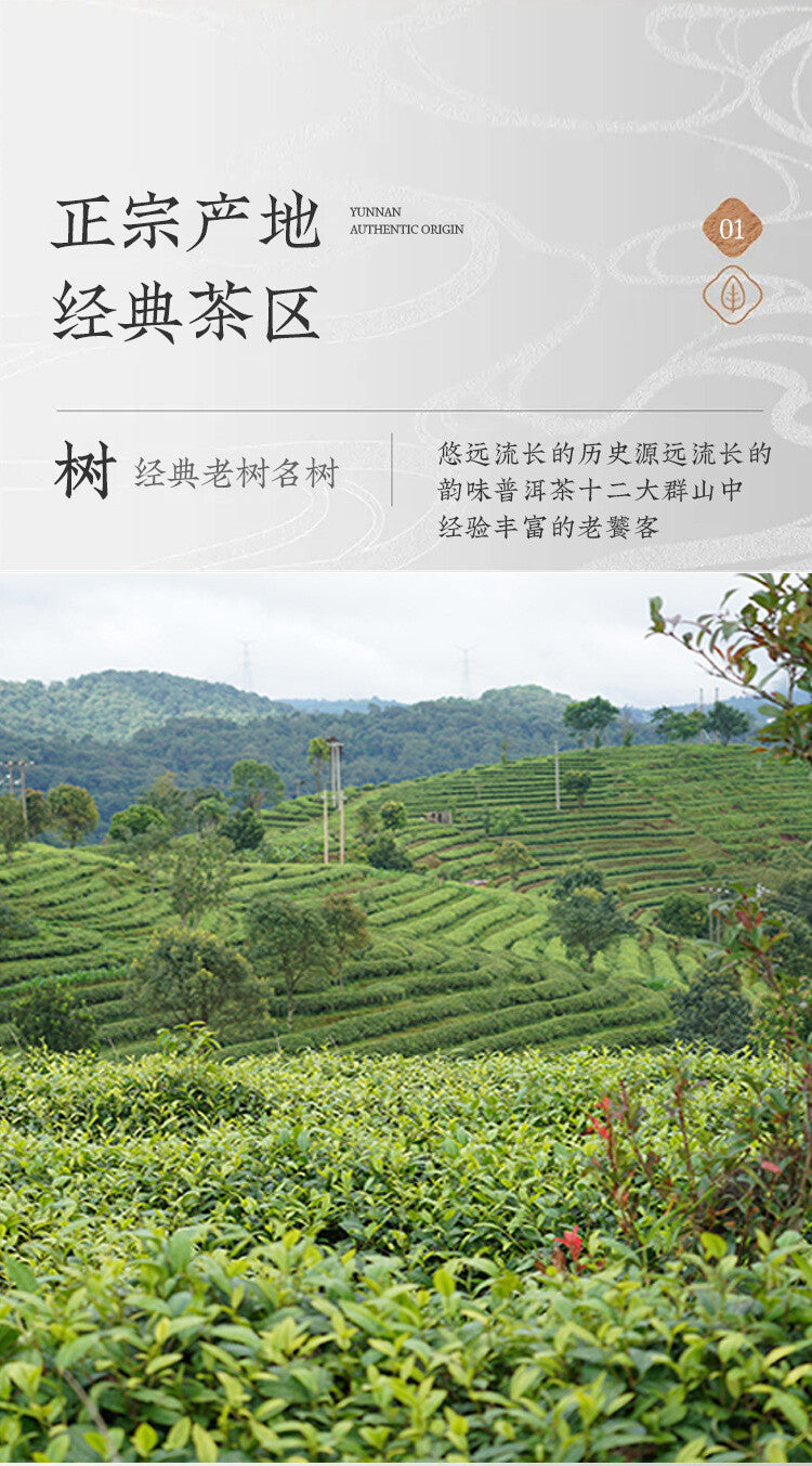 Organic Puerh Ripe Tea Jingmai Mountain Ancient Pure Material 357g Ripe Tea