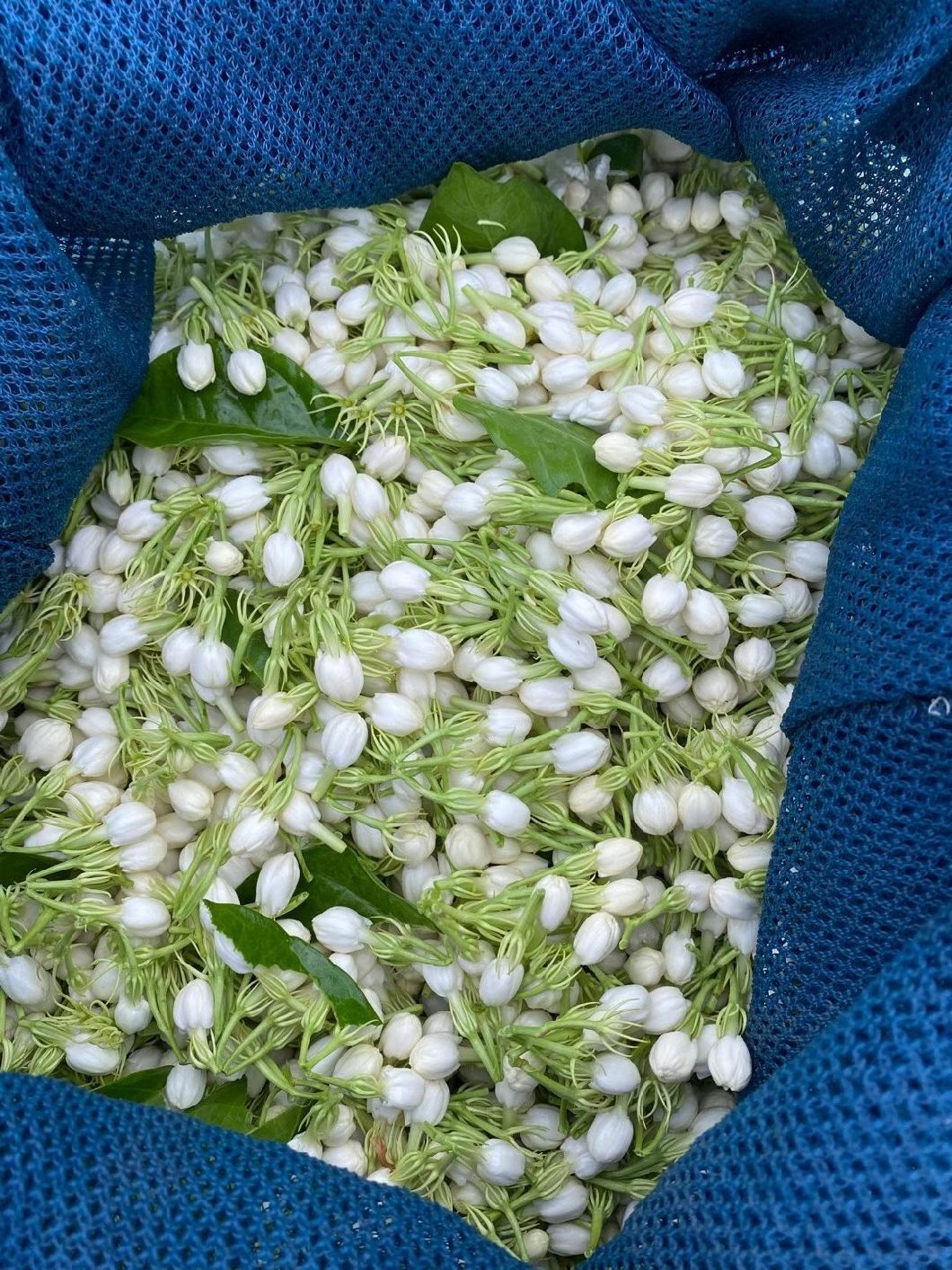 Mo Li Hua Flavor Tea Wholesale Price Dried Flower Jasmine for Tea 250g