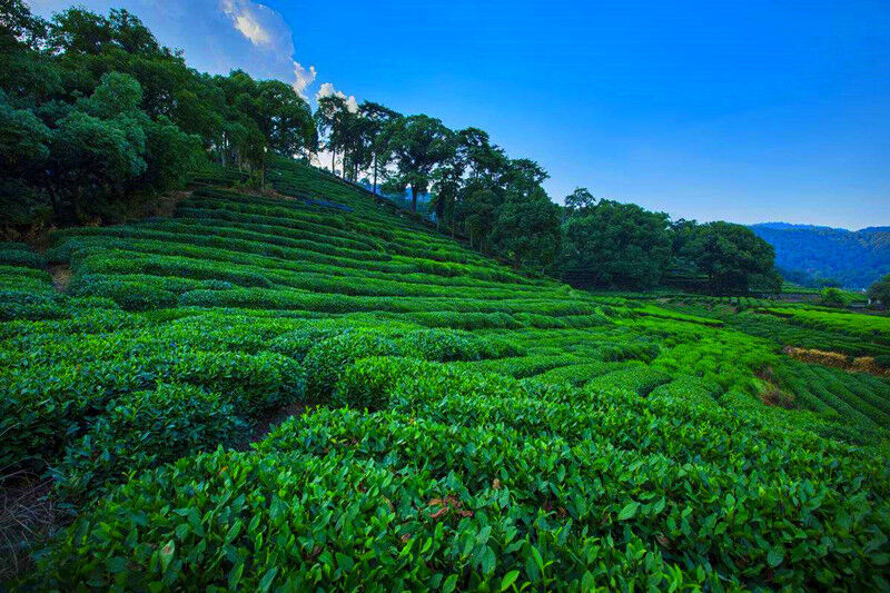 Tieguanyn Tee 50g Schwarzer Oolong Tee Natürlicher Schwarzer Tie Guan Yin Tee