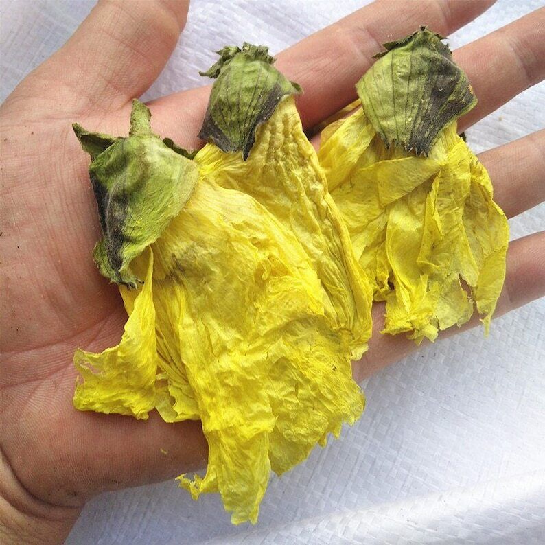 Dried Abelmoschus Manihot Abelmoschi Corolla Flos Corolla of Abelmoschus Manihot