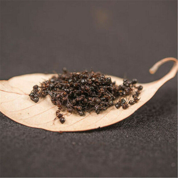 HelloYoung Bai Shan Mountain Black Ant Vic Roger Polyrhachis 500g Premuim China Wild Chang