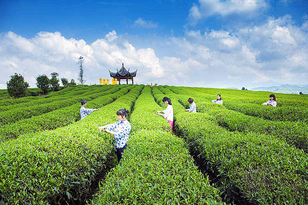 Green Tea 50g Super Jinxuan Milk Oolong Tea High Quality China Milk Flavor Tea