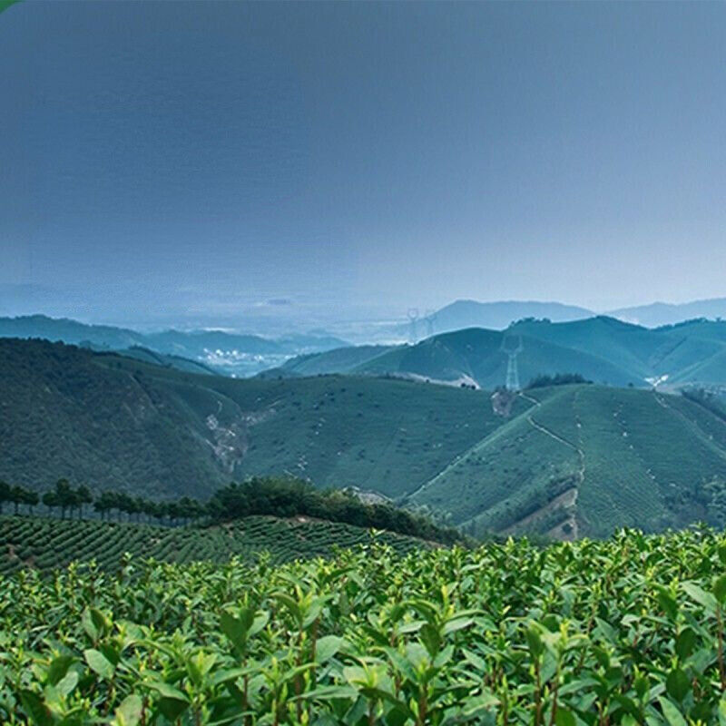 HelloYoung Organic Anji White Tea Chinese Spring Premuim Natural Loose Leaf Green Tea 100g