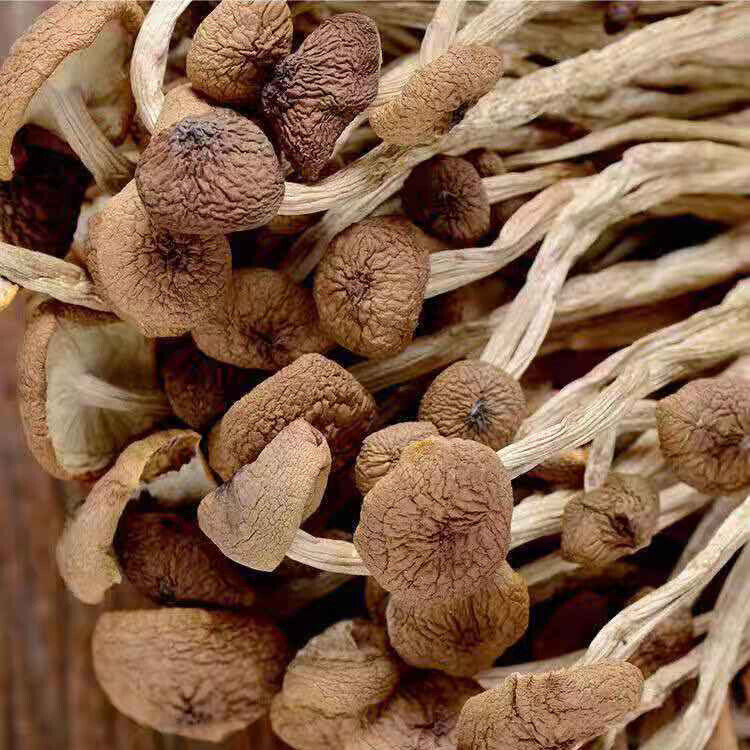 New Premium Dried Tea  Mushroom  Herbal Agrocybe Cylindracea 250g/8.8oz/bag