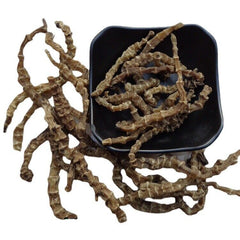 HelloYoung Herbal Medicine Ground Ginseng Cordyceps Ginseng Cordyceps Ginseng Male 500g