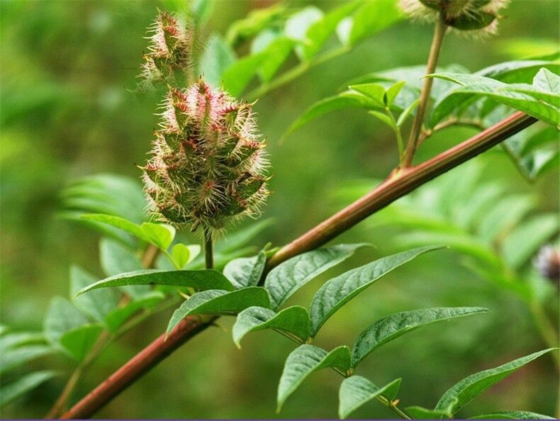 100% Pure Natur Organic Liquorice Extract Powder Licorice Root Herbal Top Grade