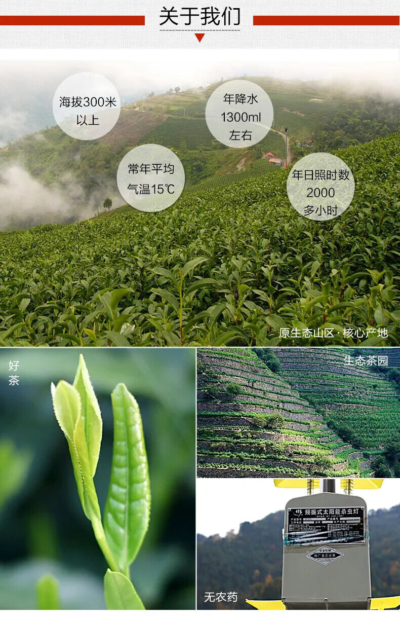 HelloYoung Top Grade Chinese Green Tea New Fresh Organic Naturally Health Care 100g
