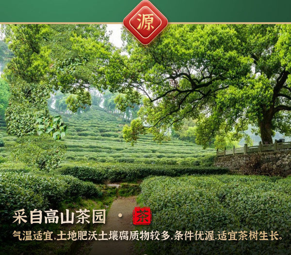 Minggulan Yunwu Maojian Tea  Green Tea Spring Good Tea Stir-fried Young Buds 76g