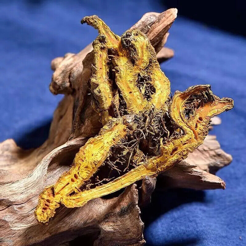 YELLOW DOCK HERB 250GR ORGANIC HERB HERBAL TEA PREMIUM PAIN HEADACHE RELEAF Secondary image