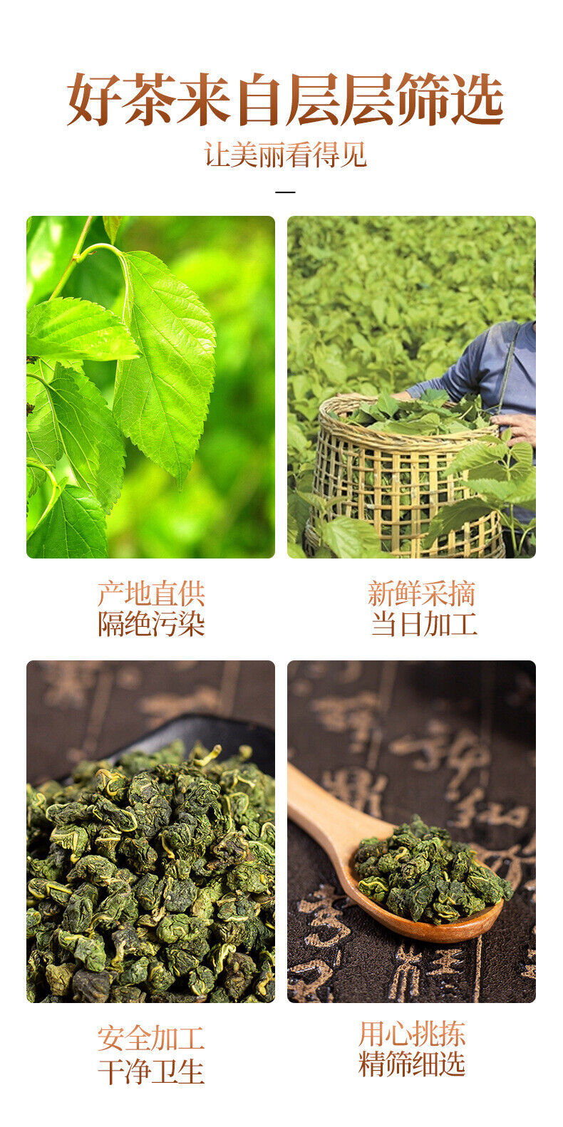 Fresh Pure Frost Natural Mulberry Leaf Tea 250g/8.8oz Mulberry Leaf Tea