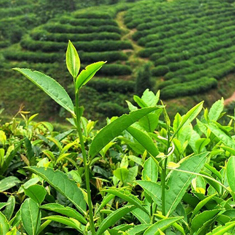 Milk Oolong Chinese Green Leaf Tea 250g