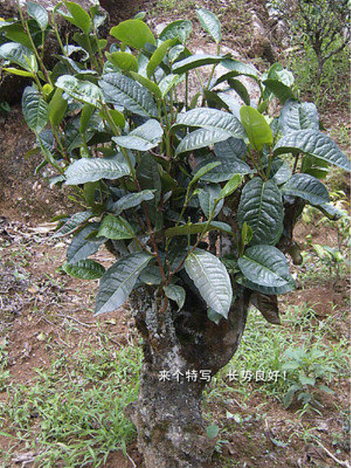 HelloYoung 100g High Quality Green Tea Chinese Top Grade Biluochun Tea Health Tea Flowering