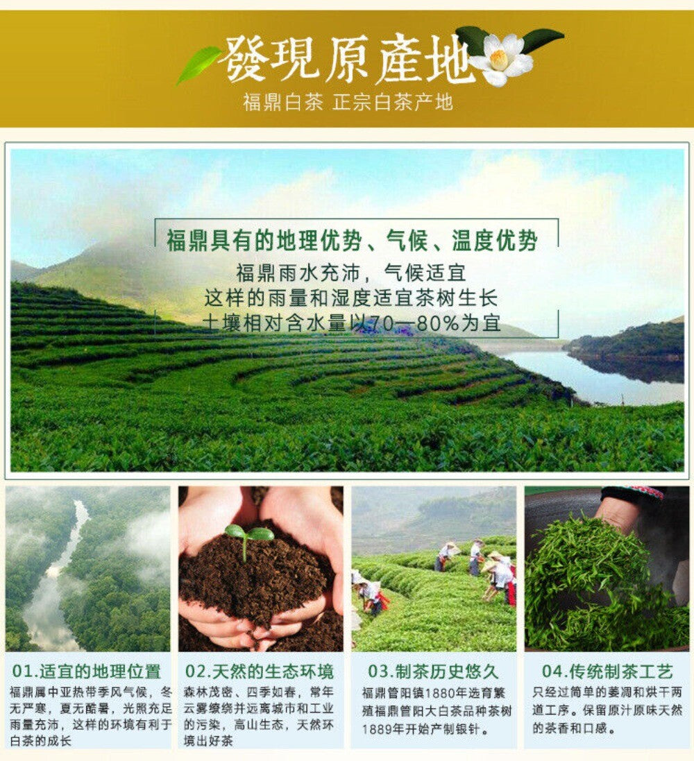 Fuding Silver Needle White Tea Baihao Yinzhen Premium Organic Fujian Loose Leaf
