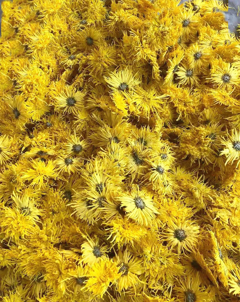 HelloYoung Base direct supply of bulk golden chrysanthemum large chrysanthemum tea 17.6oz