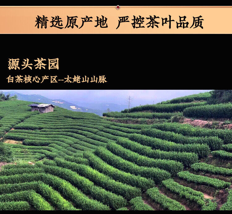 White Peony Tea Brick Fuding White Tea Song Press High Mount Sunshine 250g/8.8oz
