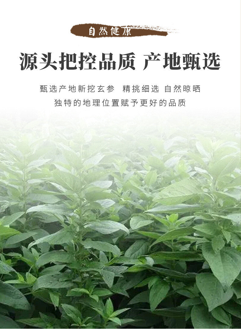 Premium Scrophularia Root Direct Source Bulk Supply High Quality Affordable
