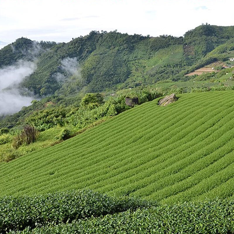 Milk Oolong Loose Tea Leaves Oolong Tea Secondary image