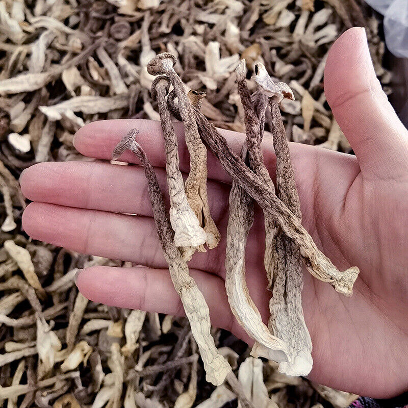 Premuim Deep Mount Edible Fungi Dried Velvet Mushroom Antler Mushroom 250g/8.8oz Secondary image