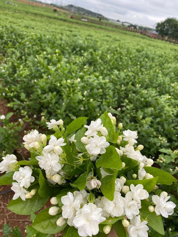 Mo Li Hua Flavor Tea Wholesale Price Dried Flower Jasmine for Tea 250g