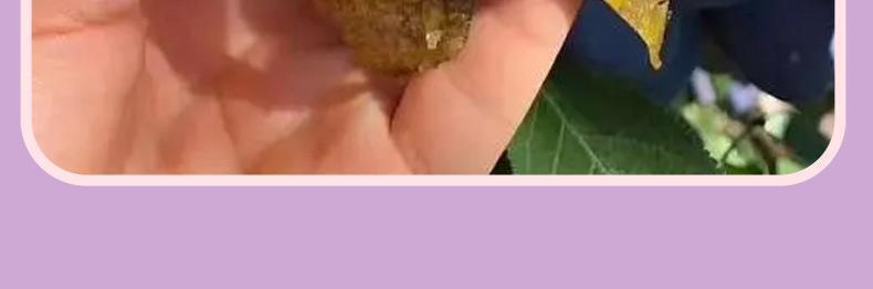 HelloYoung Prune Soso Jelly Prune Soso Jelly Prune Soso Jelly Hi Eating Soso Jelly 75g