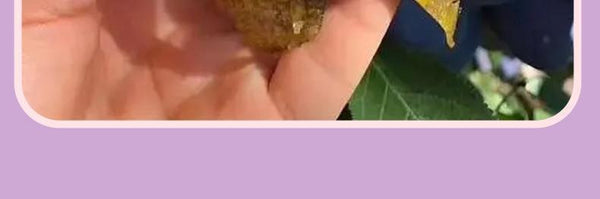 HelloYoung Prune Soso Jelly Prune Soso Jelly Prune Soso Jelly Hi Eating Soso Jelly 75g