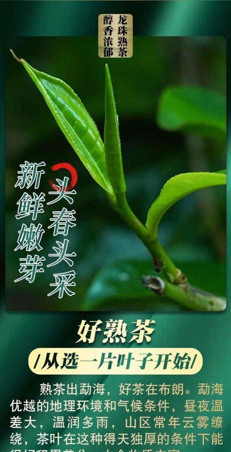 Chen Xiang Brown Ripe Tea Longzhu Puerh Tea Ripe Tea Palace Puerh Small Tuo Tea