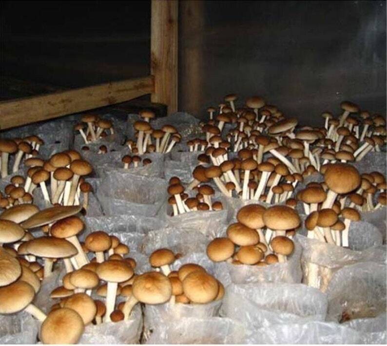250g Dried Agrocybe Aegerita Natural Tea Tree Mushrooms Plant Mushrooms Fungus