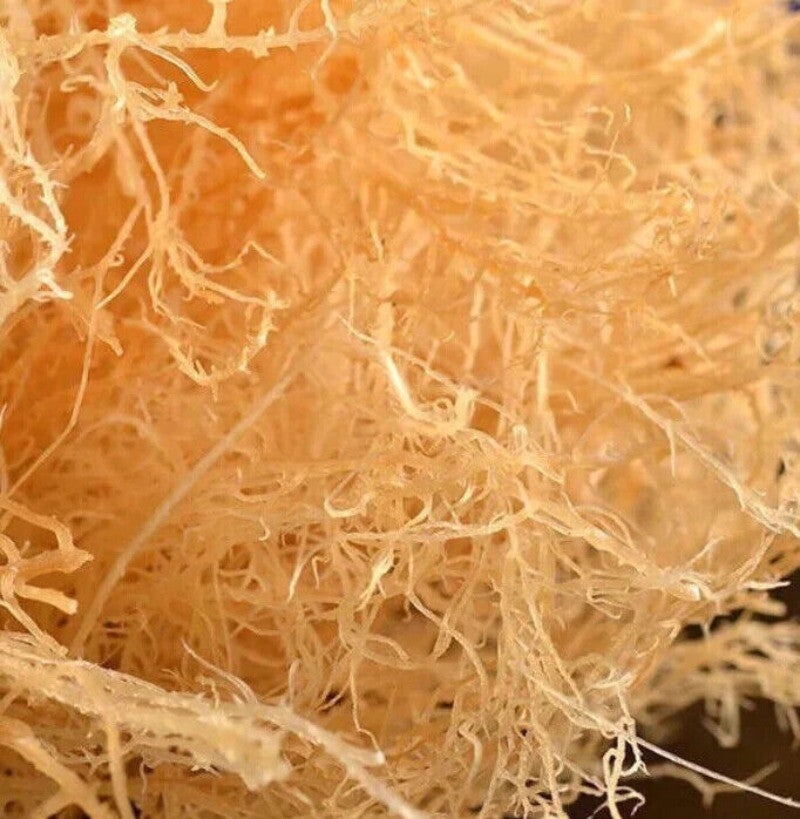 500g Bio Irisches Seemoos – Roh, Vegan & Non-GMO Getrocknete Algen Main image