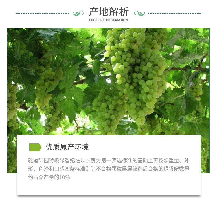 500g Turpan Raisins New Product Green Raisins Large Granule Special Product