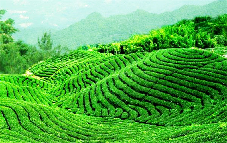 Wholesale 250g Old Ripe PuEr Tea High Quality HelloYoung Old Pu'er Puerh Tea