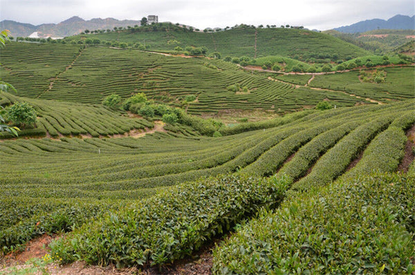 HelloYoung Topgrade Dian Hong Famous Yunnan Black Tea Dianhong TEA 58 Series Black Tea 250g