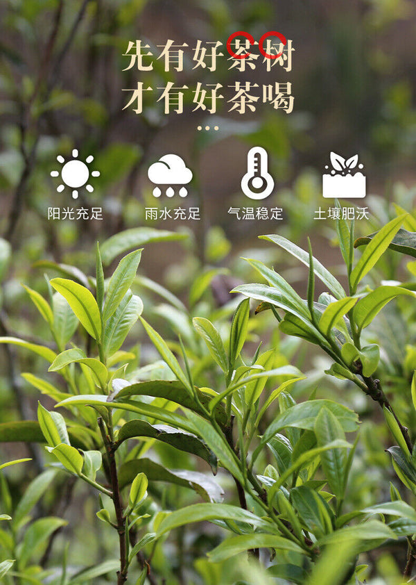 HelloYoung 30g Small Can of Crushed Silver Tea Fossilized Ripe Pu-erh Tea Ripe Tea 糯米香特级茶叶